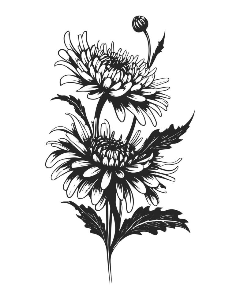 black and white graphic illustration of chrysanthemum flower, hand drawn vector