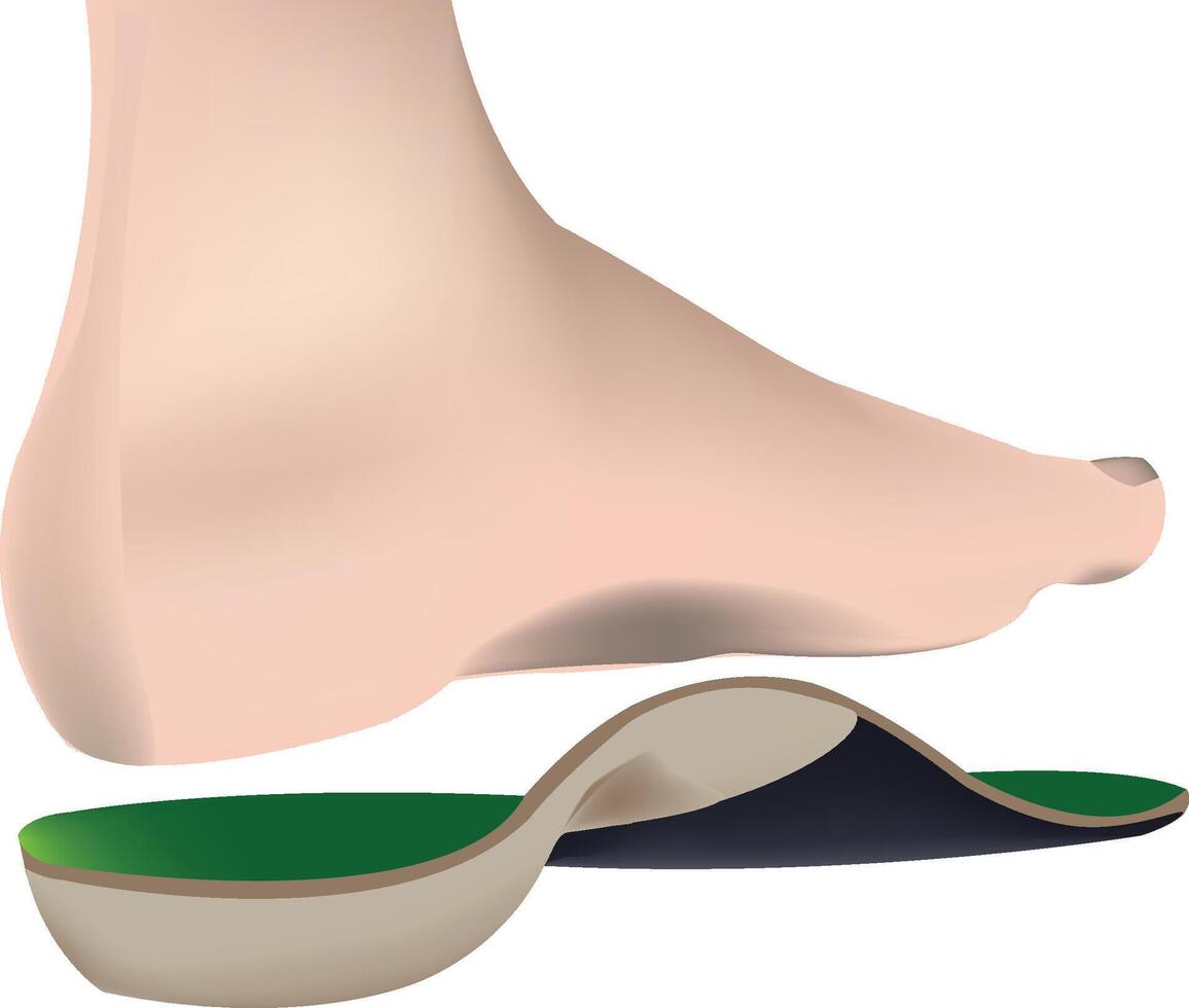 human foot with insole or footbed- vector