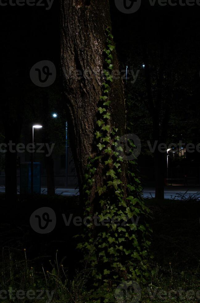 Tree covered in ivy in the dark photo