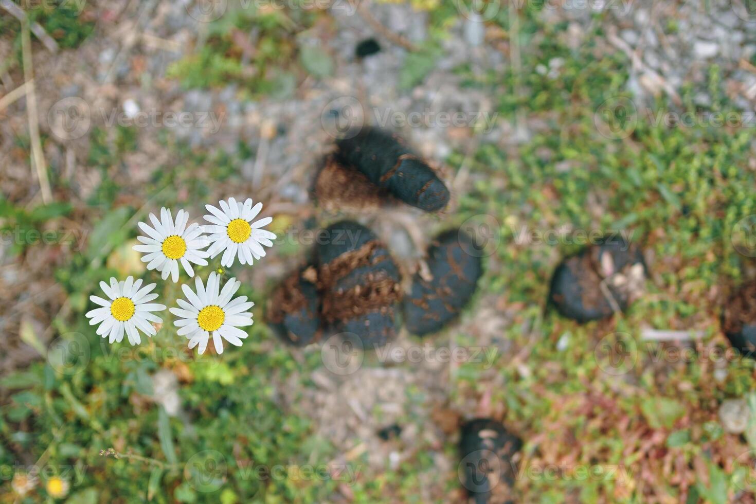 Horse dung or manure. Heap Of Horse In The Flowers Of Clover. photo