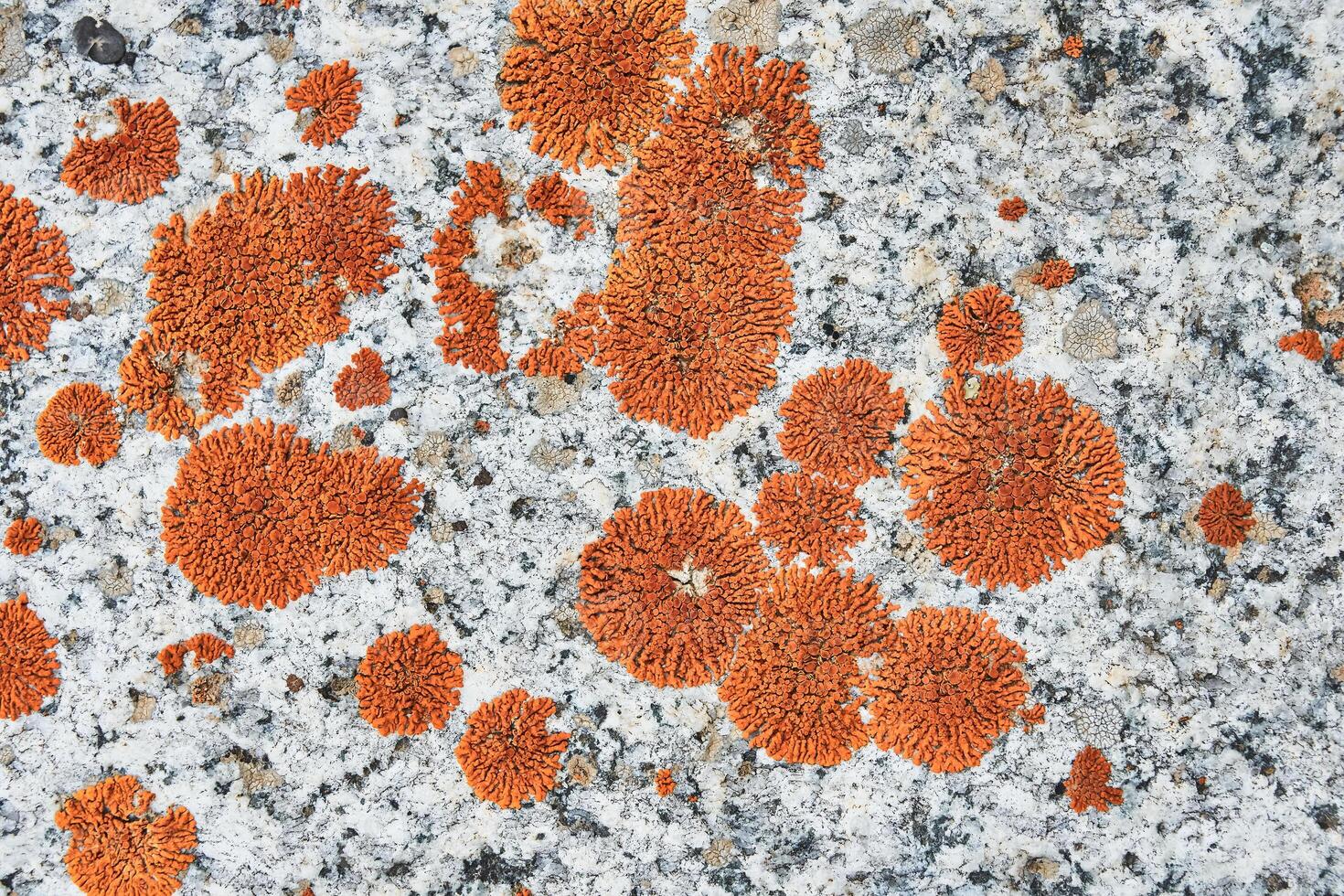 Texture rocks. Seamless stone texture with fragments of rocks and fungus. as original background. Natural stone background. From real nature. photo