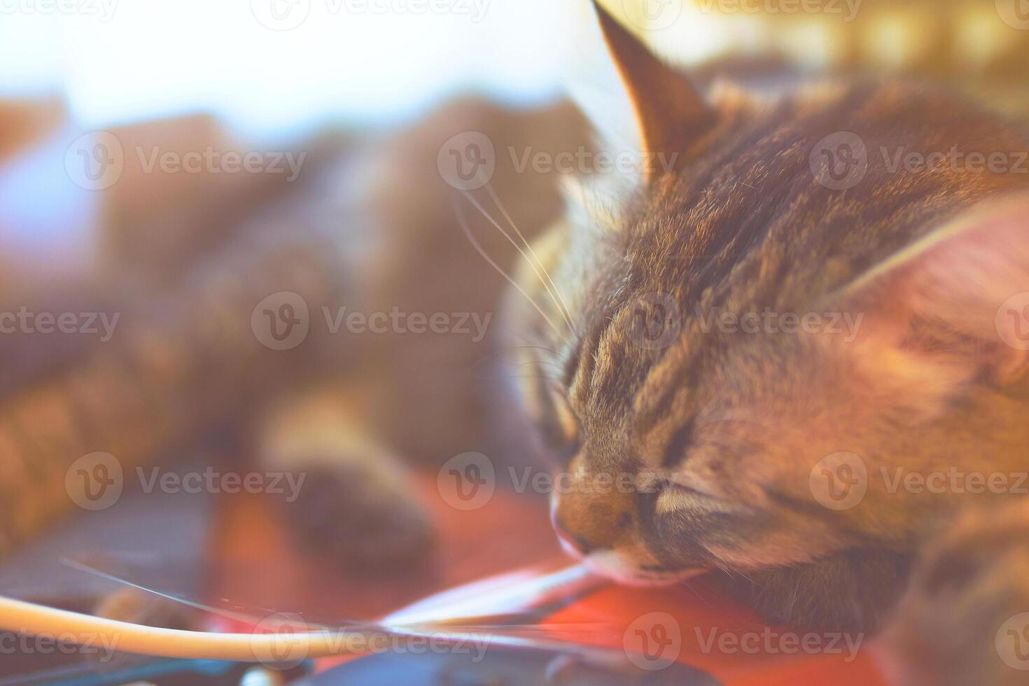 Sleeping cat. Beautiful striped cat happily resting and sleeping in cat bed. photo