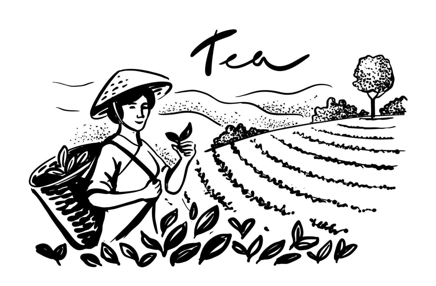 Sketch woman picking tea leaf in plantation. Tea making process part drawing. vector