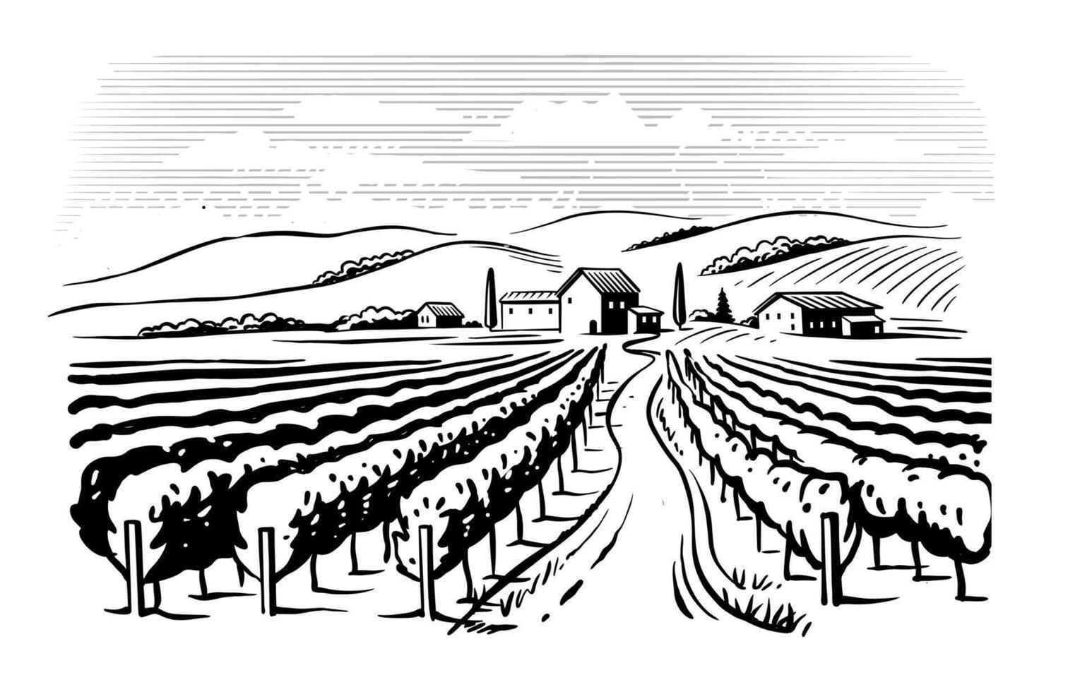 Vineyard landscape sketch. Grape plants vector