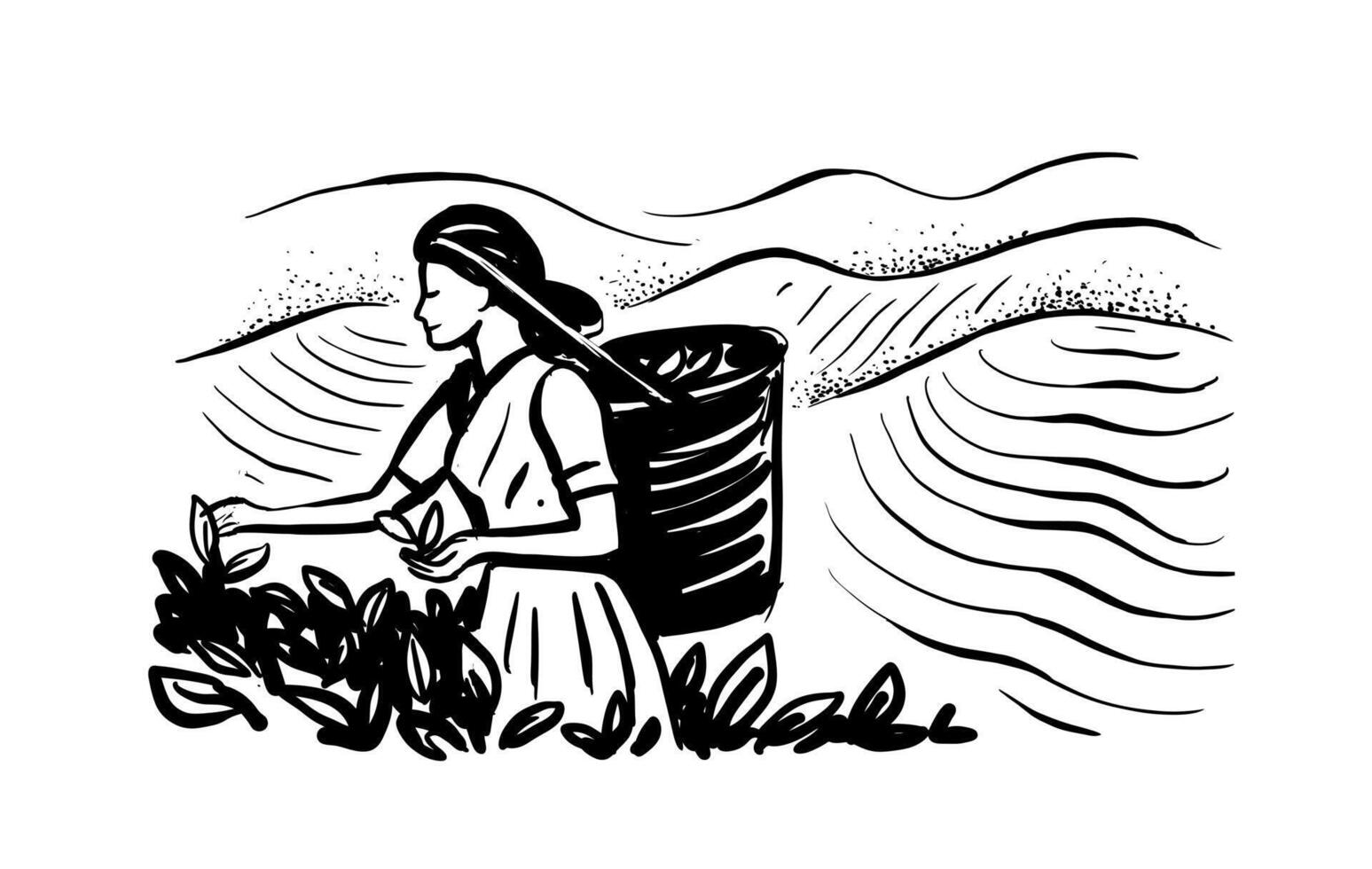 Sketch woman picking tea leaf in plantation. Tea making process part drawing. vector