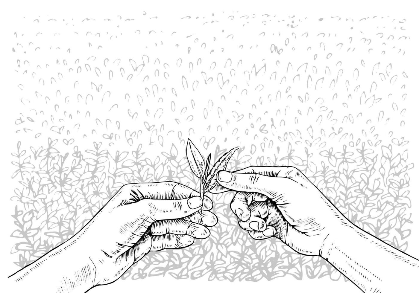 Hand picking Tea leaves on a plantation. hand drawn illustration. Selected quality tea sketch drawing. Black and white art. Editable backgrounds. For drink packaging design vector