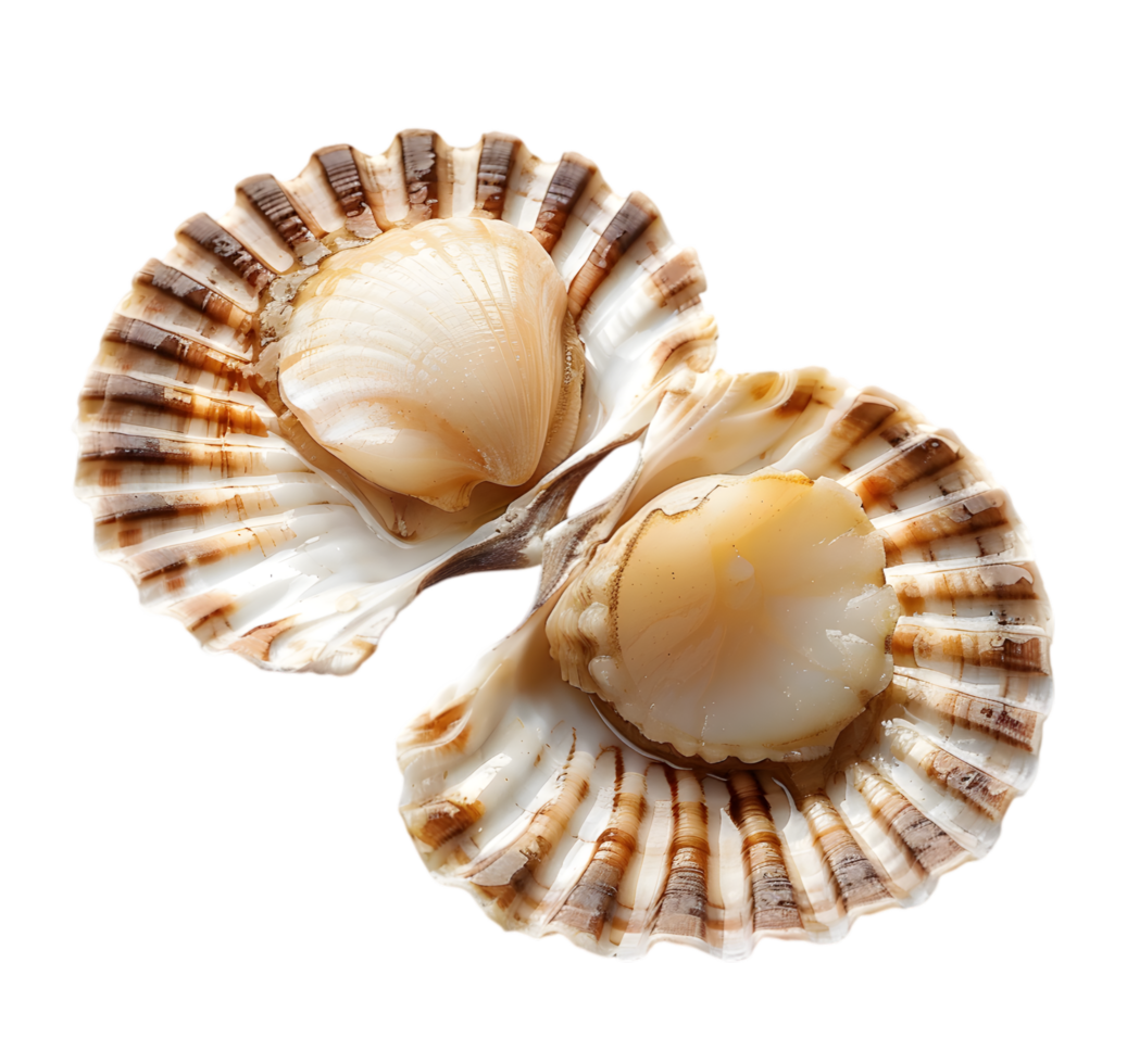Grilled scallops with herbs in shell isolated on a transparent background png