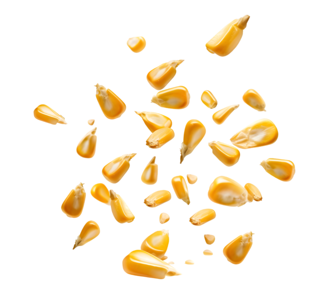Corn kernels isolated on a transparent background png