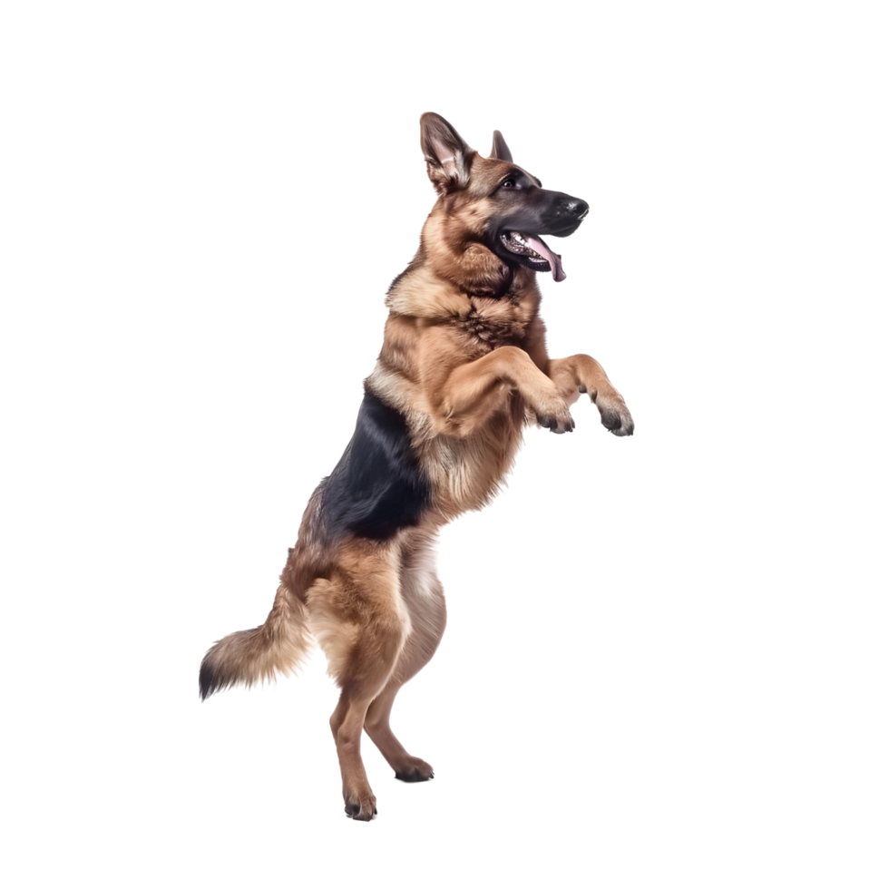Playful Companion Adult Dog Enjoying a Game of Ball, Isolated on Transparent Background png