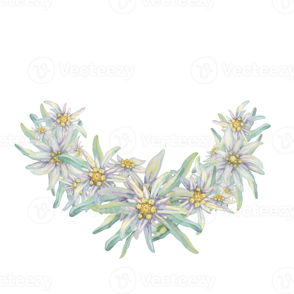 Round wreath of edelweiss flowers. Hand drawn watercolor clipart, minimalistic floral style in pastel colors. Design template for postcard, invitation, printing, weddings, png