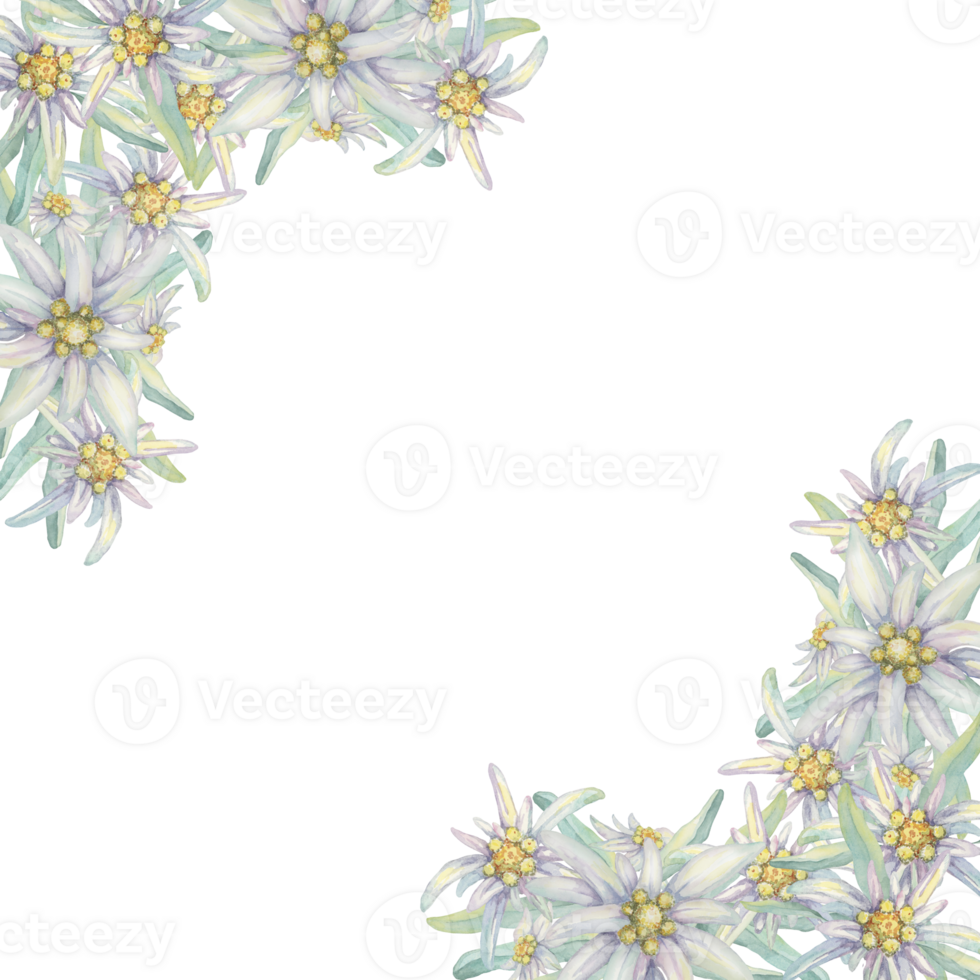 Corner frame with edelweiss flowers. Hand drawn watercolor clipart, floral rustic style in pastel colors. Design template for postcard, invitation, printing, wedding, png