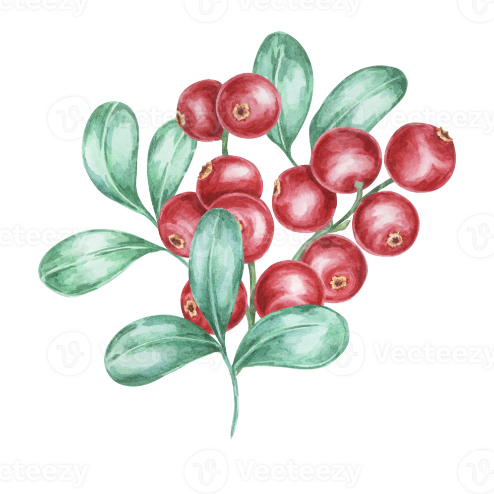 Lingonberry branch. Watercolor cranberry, cowberry, illustration. Red Nordic forest berry clipart for autumn harvest decoration, recipe book, kitchen decor, invitation, and Thanksgiving table settings png
