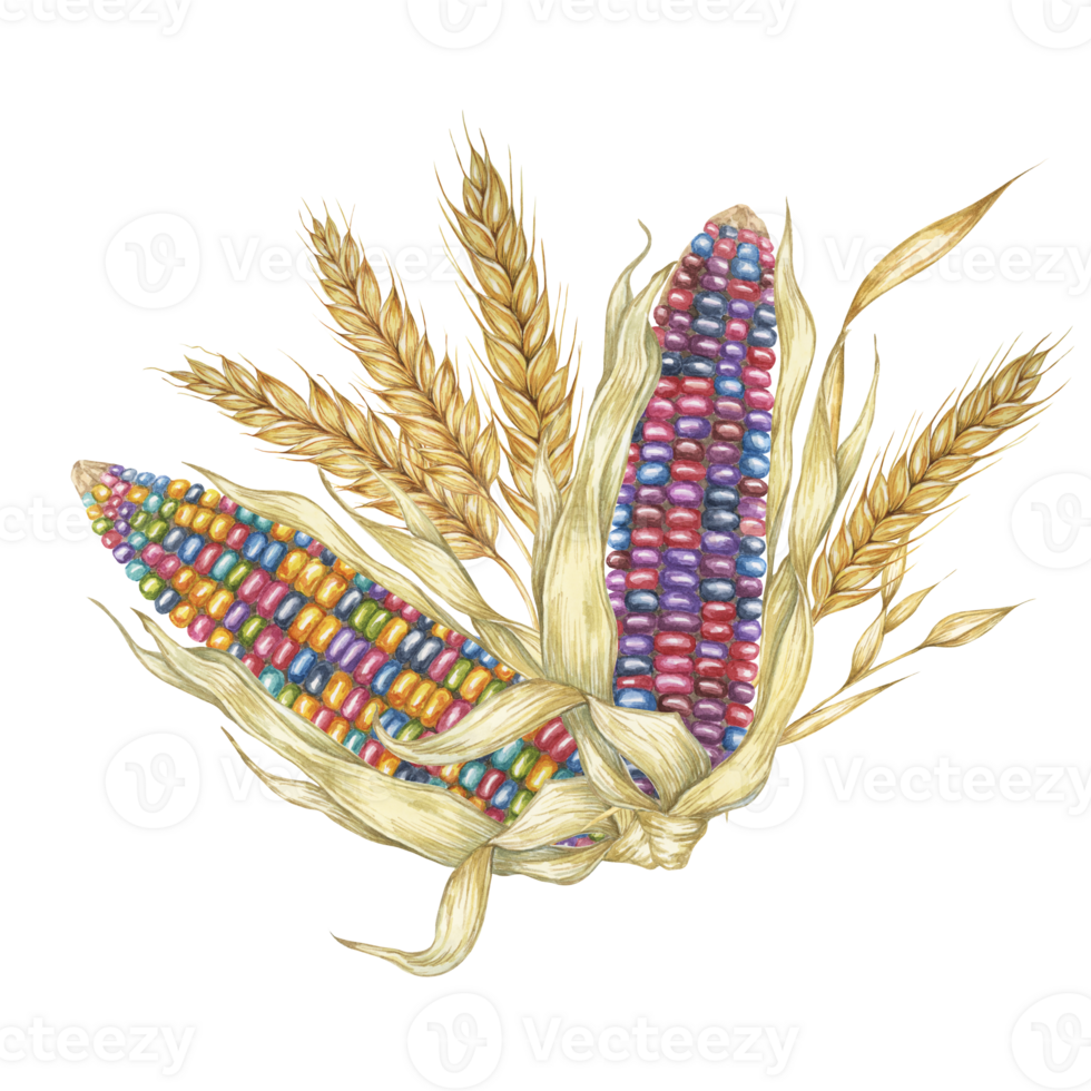 Two multicolored Indian corn cobs arrangement with wheat ears. Watercolor clipart for autumn decor, Thanksgiving designs, harvest festival themes, invitations, seasonal advertisement, food packaging png