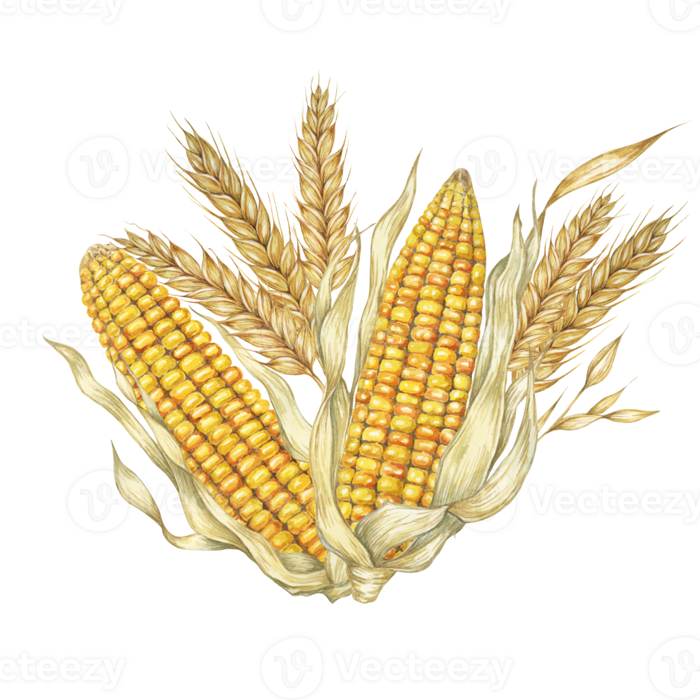 Two golden corn cobs with husks and wheat sheaves bouquet. Watercolor clipart for autumn-themed designs, Thanksgiving decorations, harvest festival graphics, greeting cards, kitchen and seasonal decor png