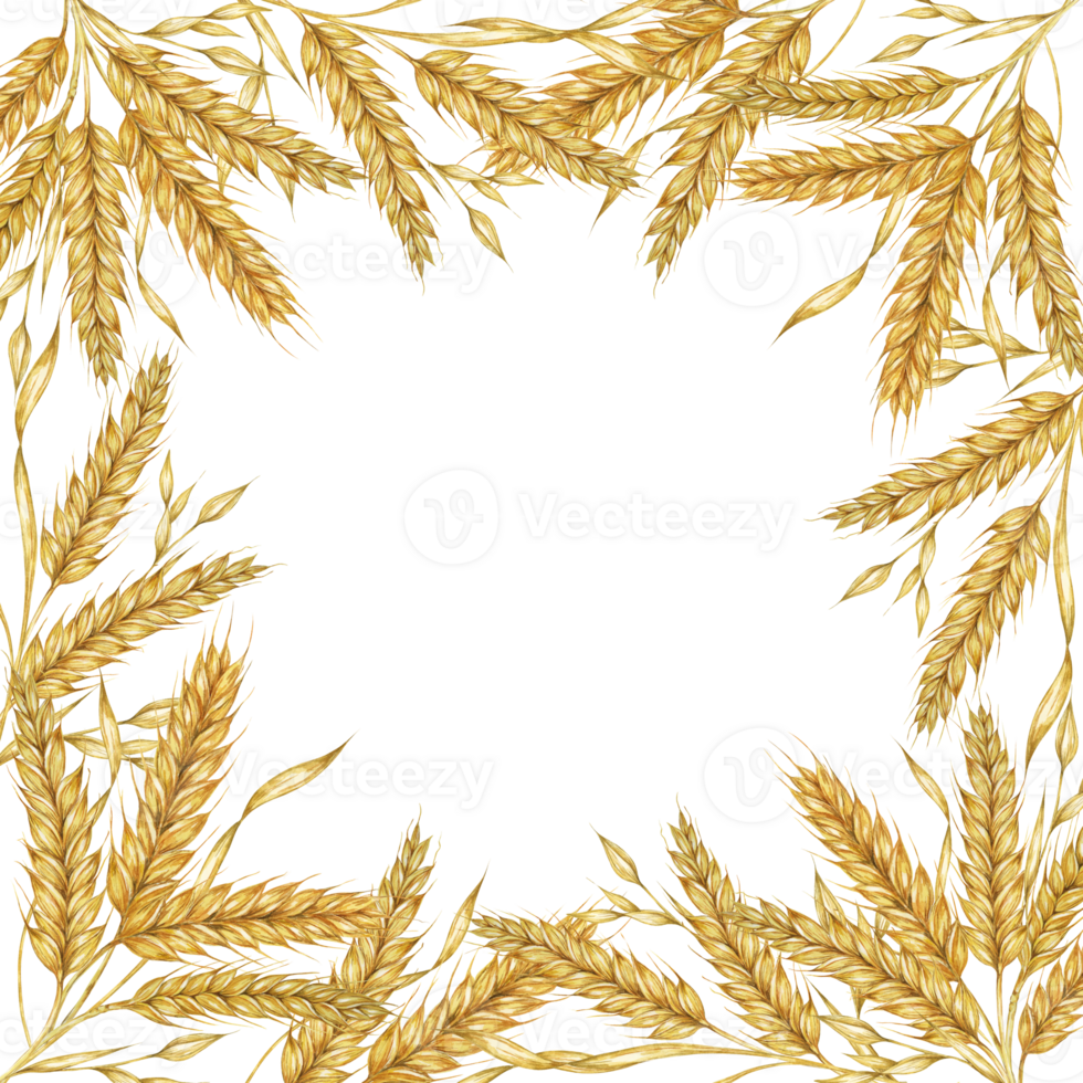 Wheat ears square frame. Barley stalks watercolor design for bread packaging, bakery branding. Rustic clipart for barn wedding invitations, autumn harvest festival, Thanksgiving, Shavuot celebration png