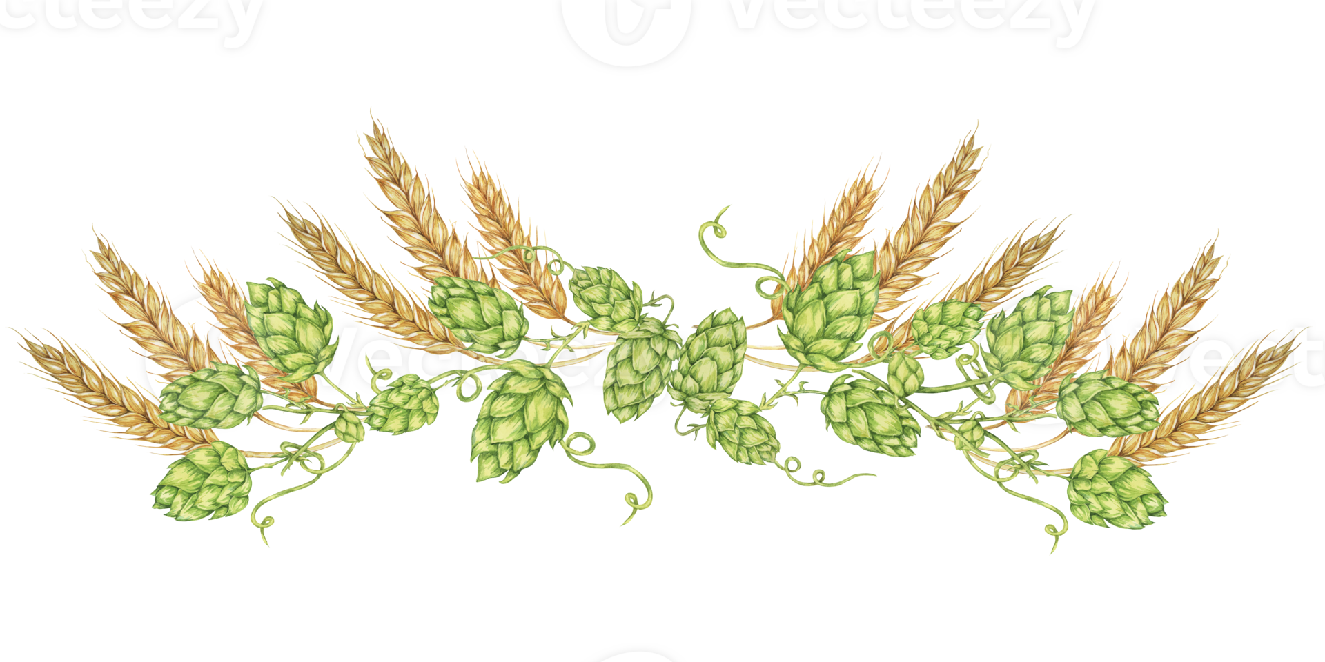 Hops and barley composition in watercolor. Green humulus lupulus cones and wheat ears arrangement, banner for Oktoberfest, St Patrick's day, beer labels, traditional festival clipart png