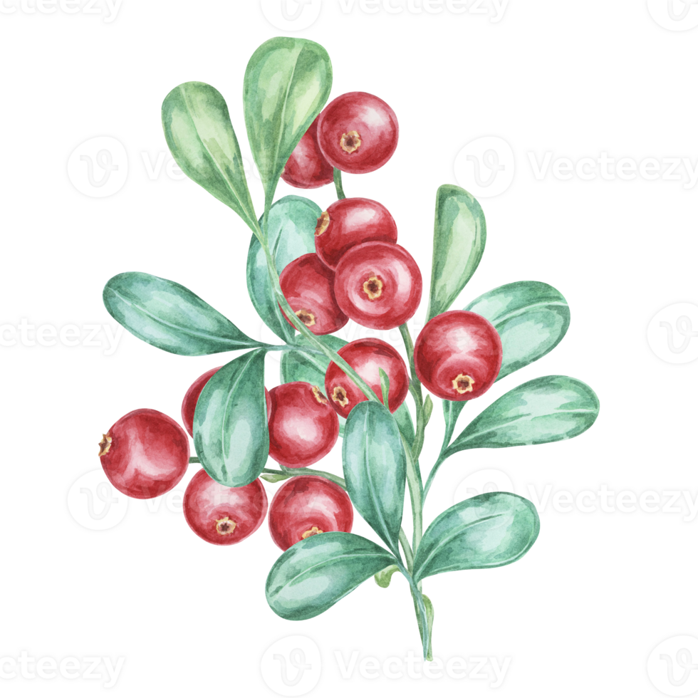 Lingonberry branch. Watercolor cranberry, cowberry, illustration. Red Nordic forest berry clipart for autumn harvest decoration, recipe book, kitchen decor, invitation, and Thanksgiving table settings png