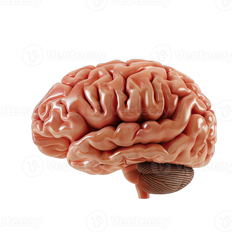 3d render of brain png