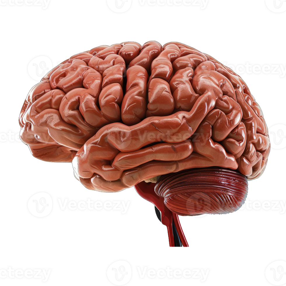 3d render of brain png
