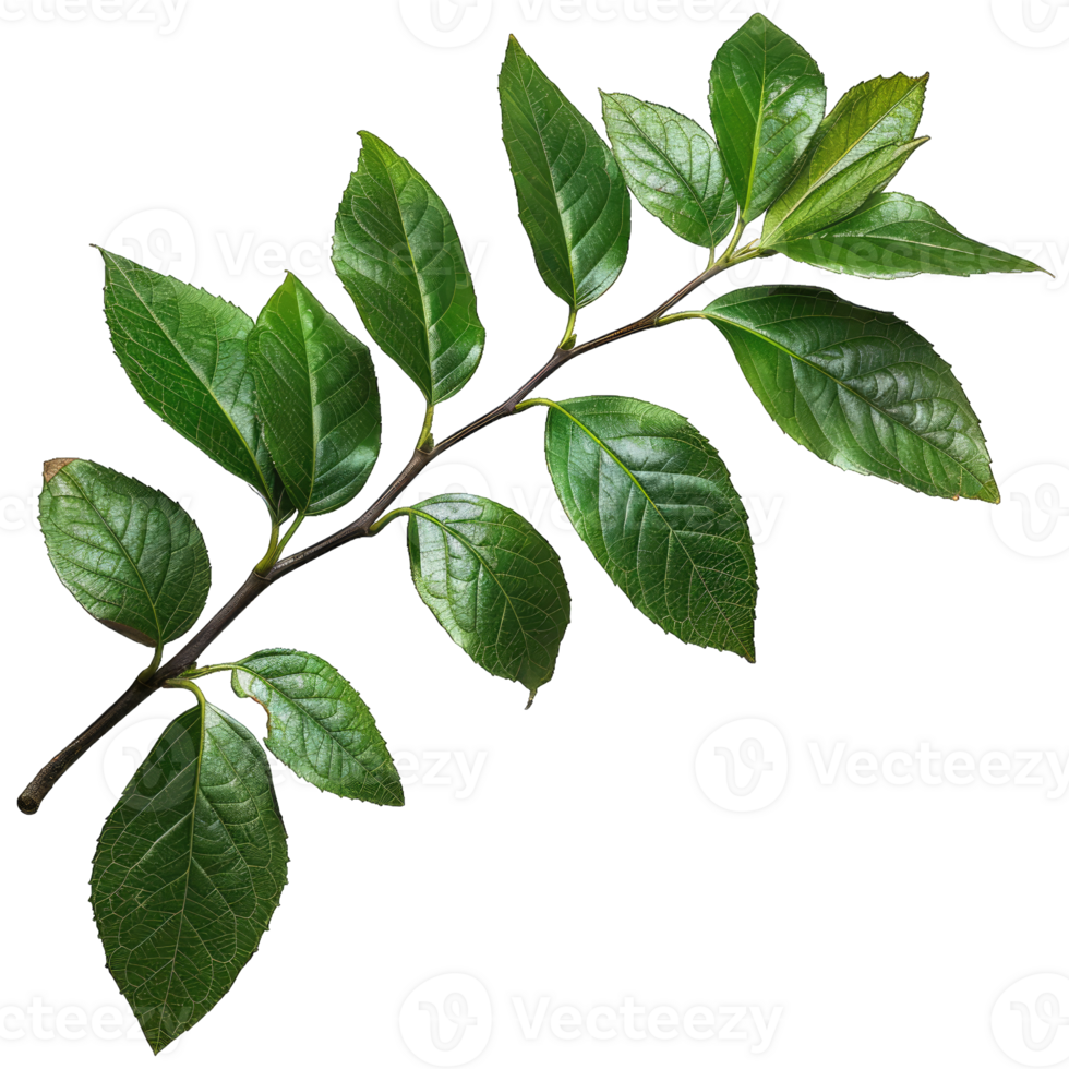 Green tree leaf png