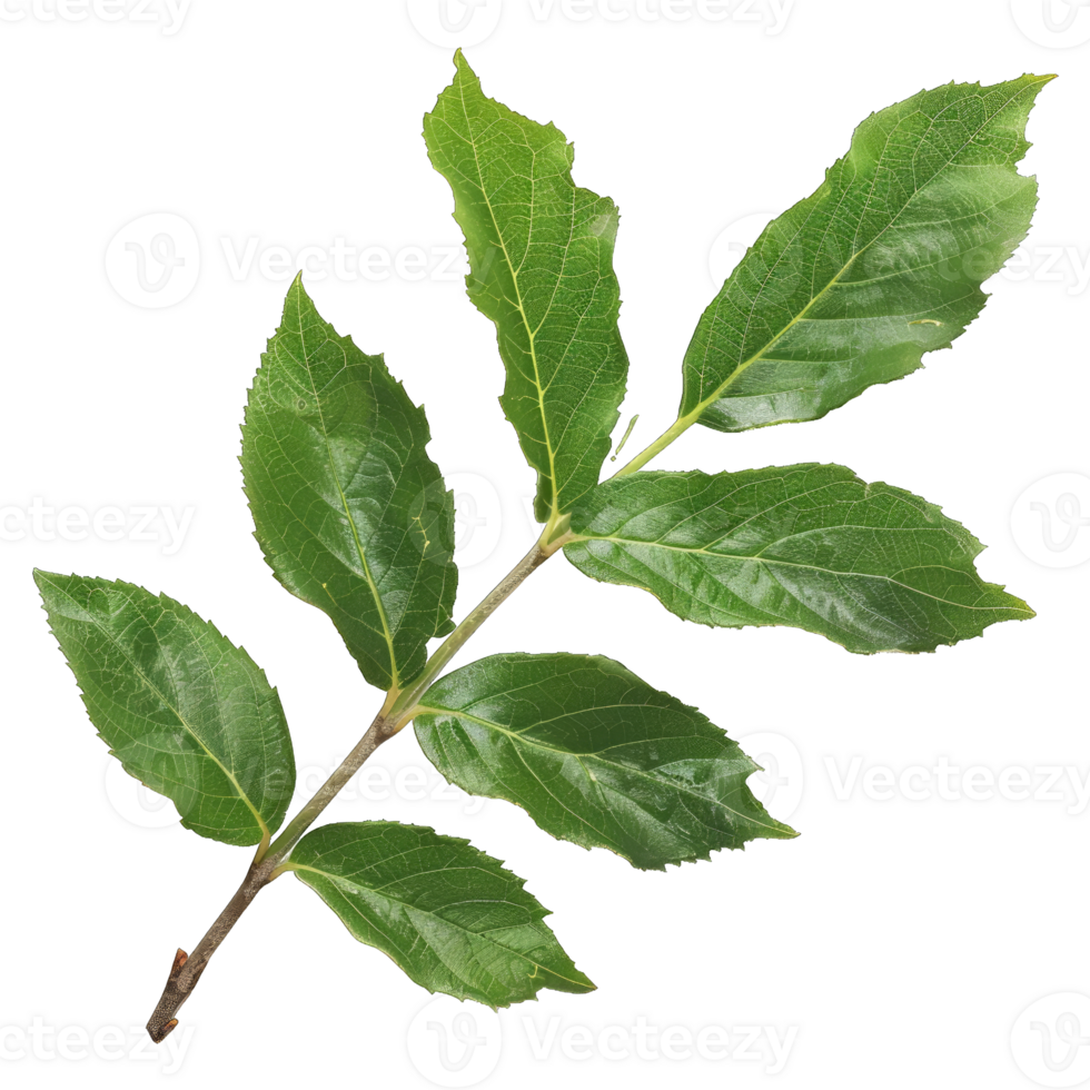 Green tree leaf png