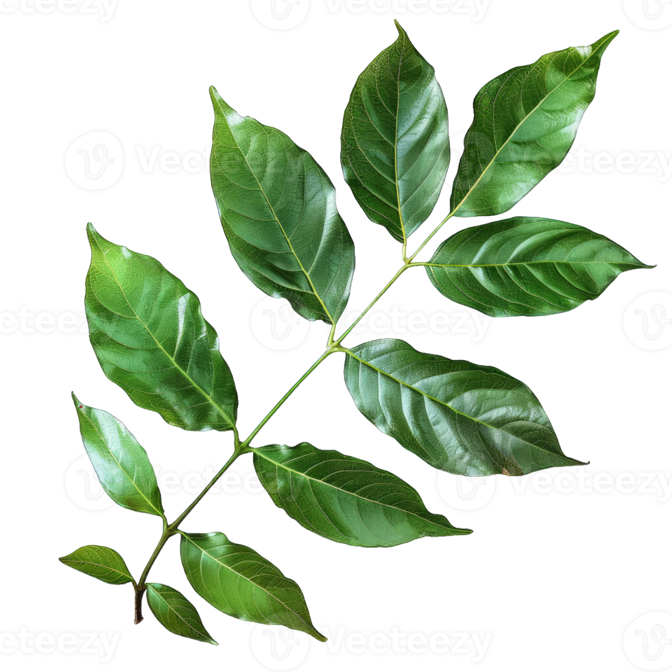 Green tree leaf png