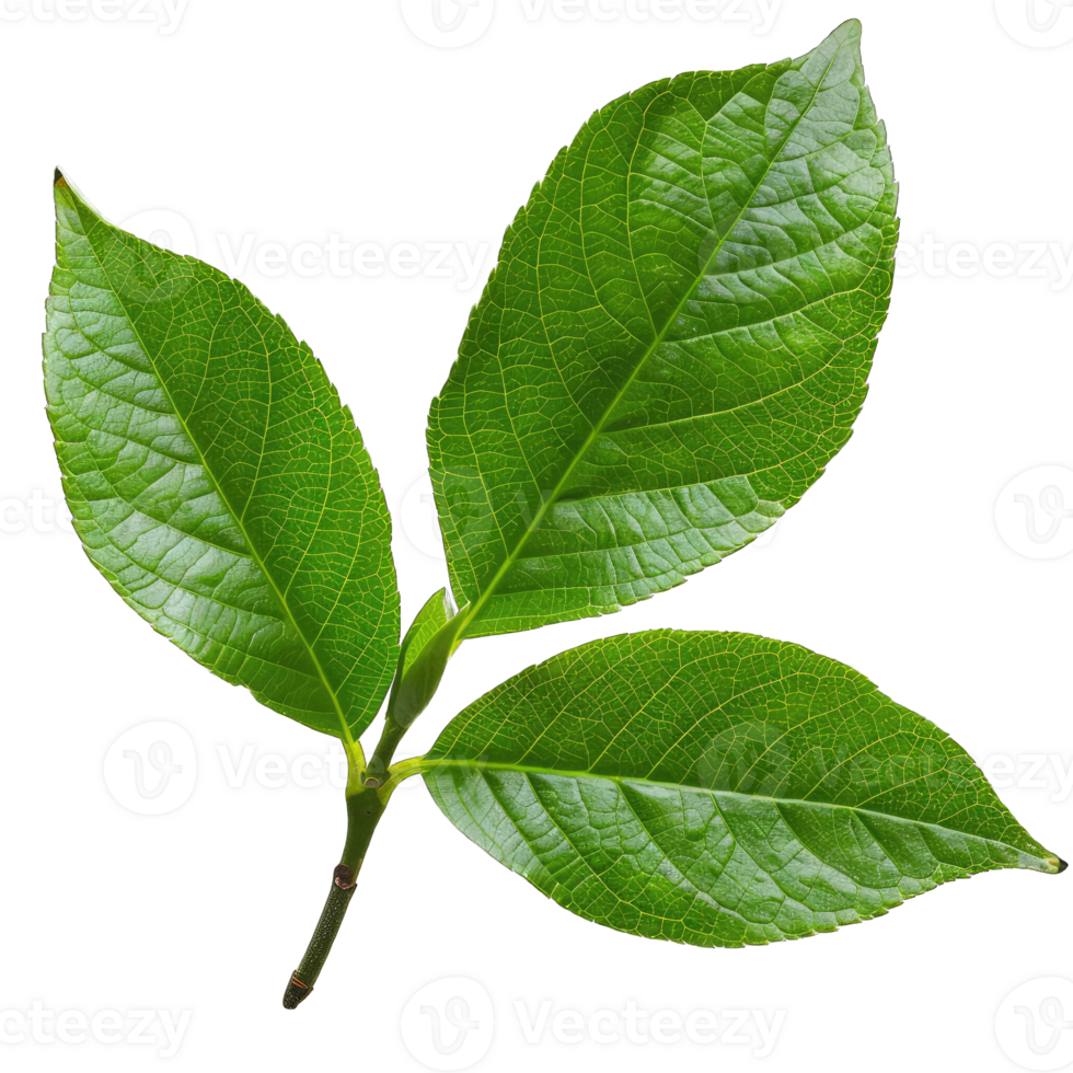 Green tree leaf png