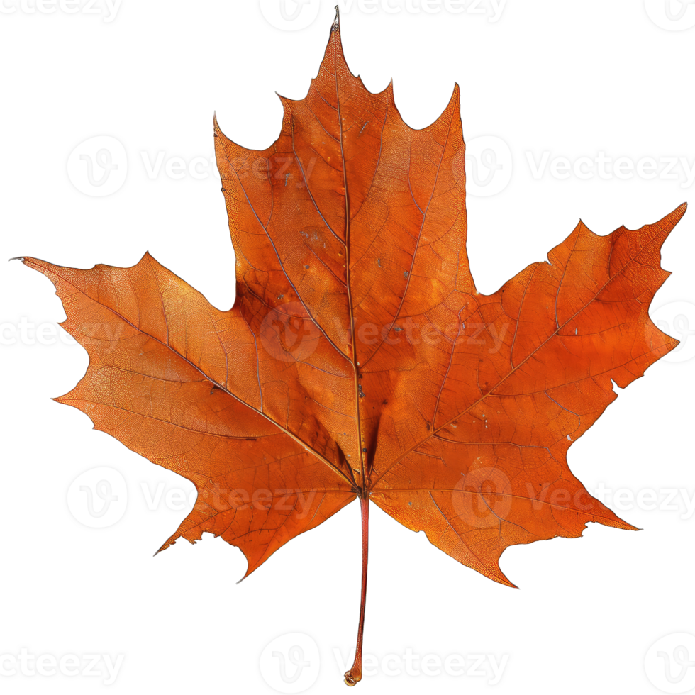 Green tree leaf png