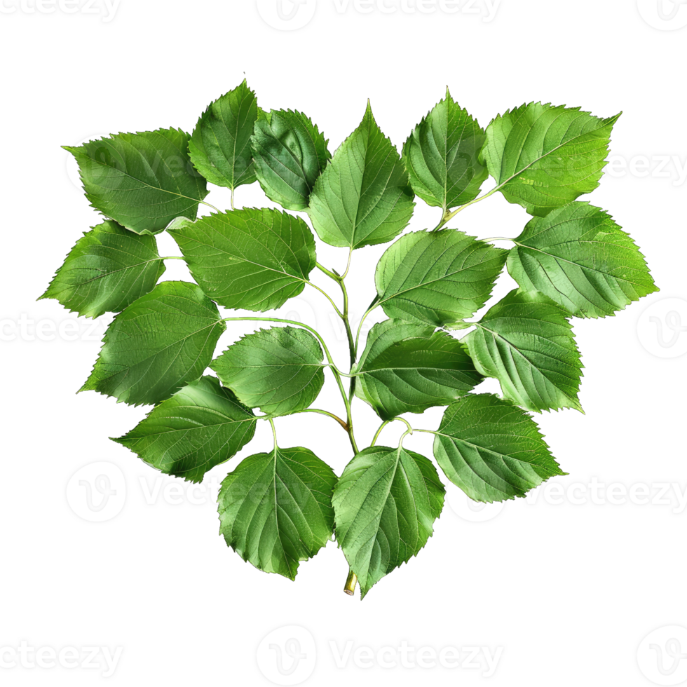 Leaves in shape of heart png