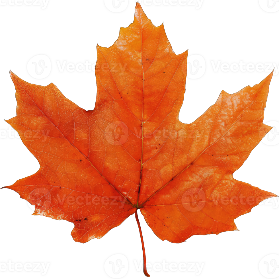 Green tree leaf png