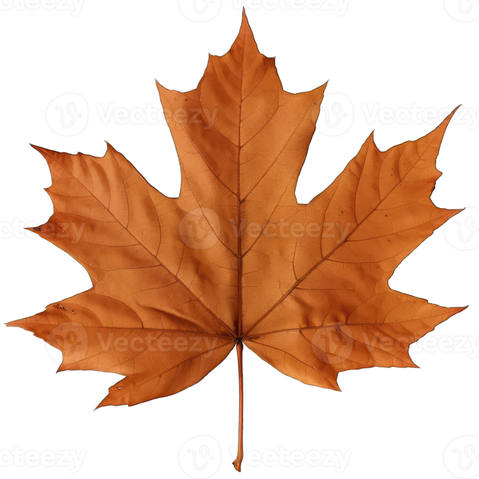 Green tree leaf png