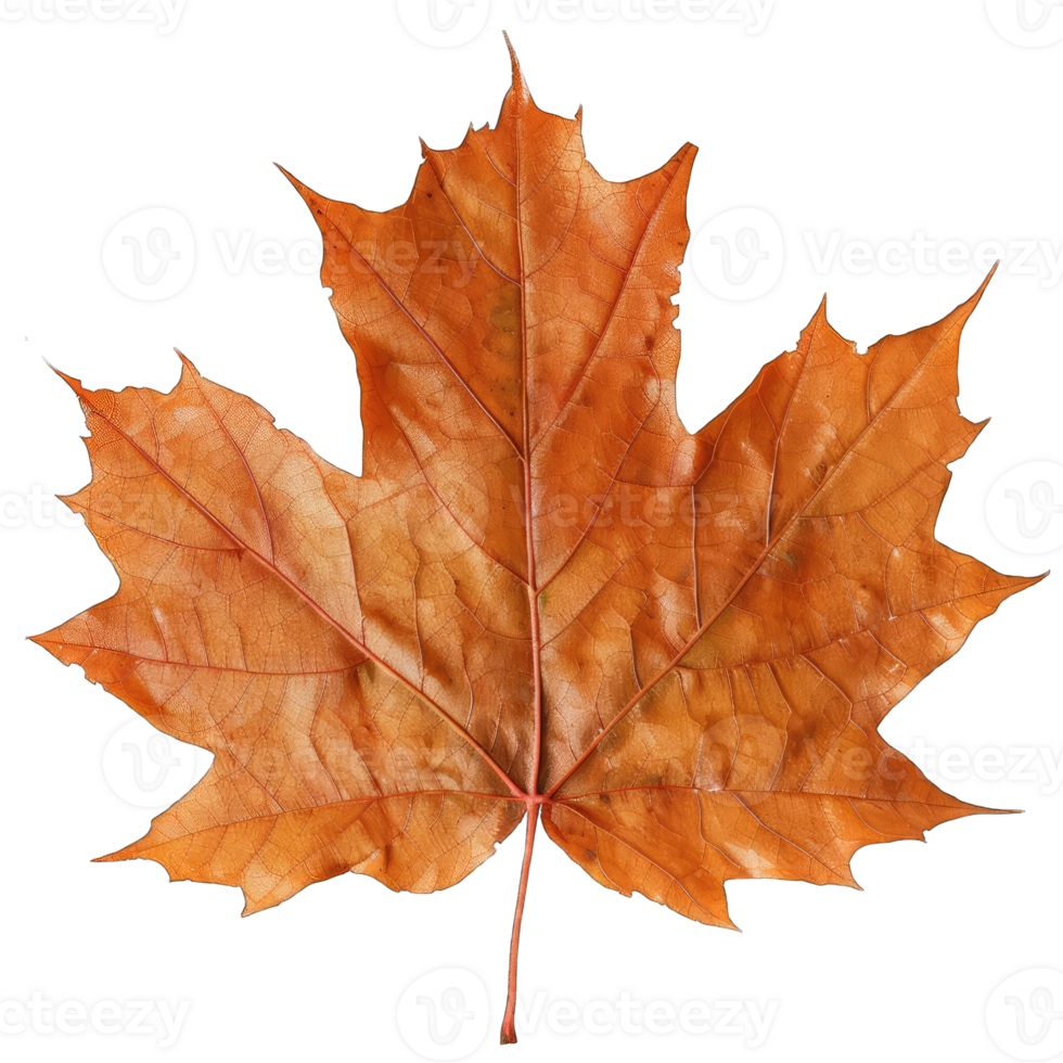 Green tree leaf png
