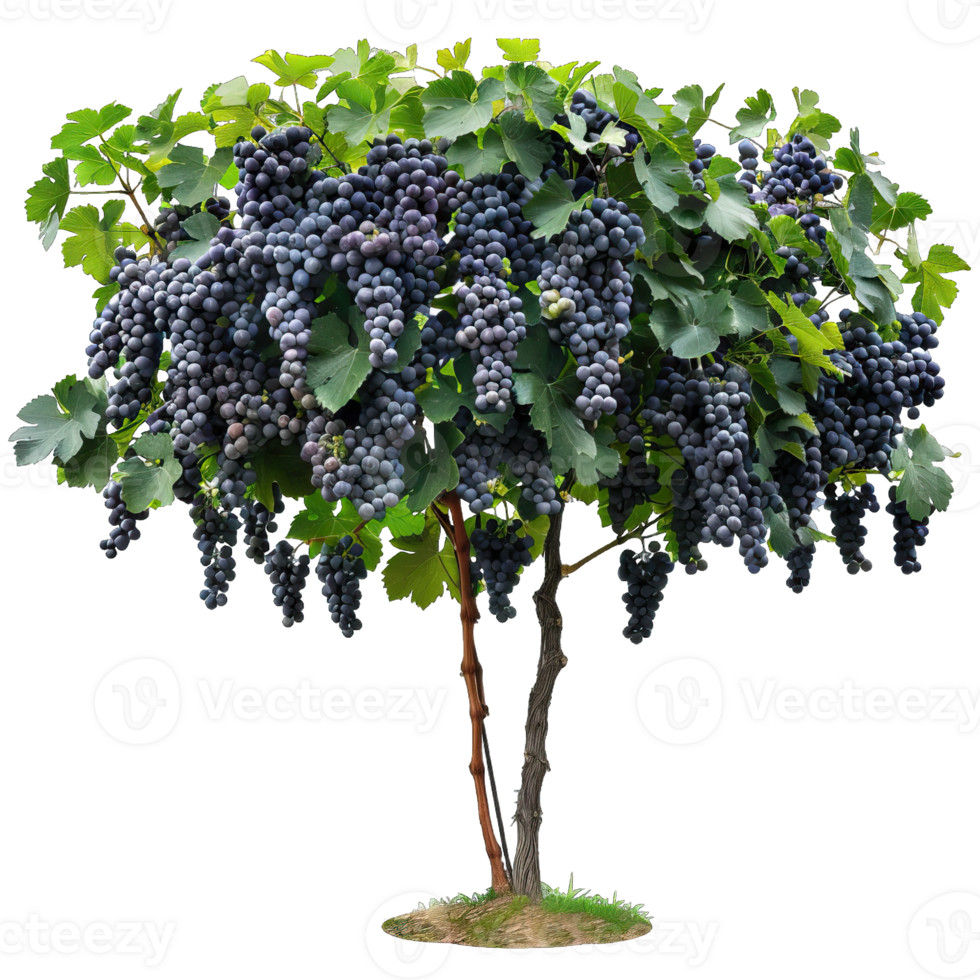 Fresh green Tree png