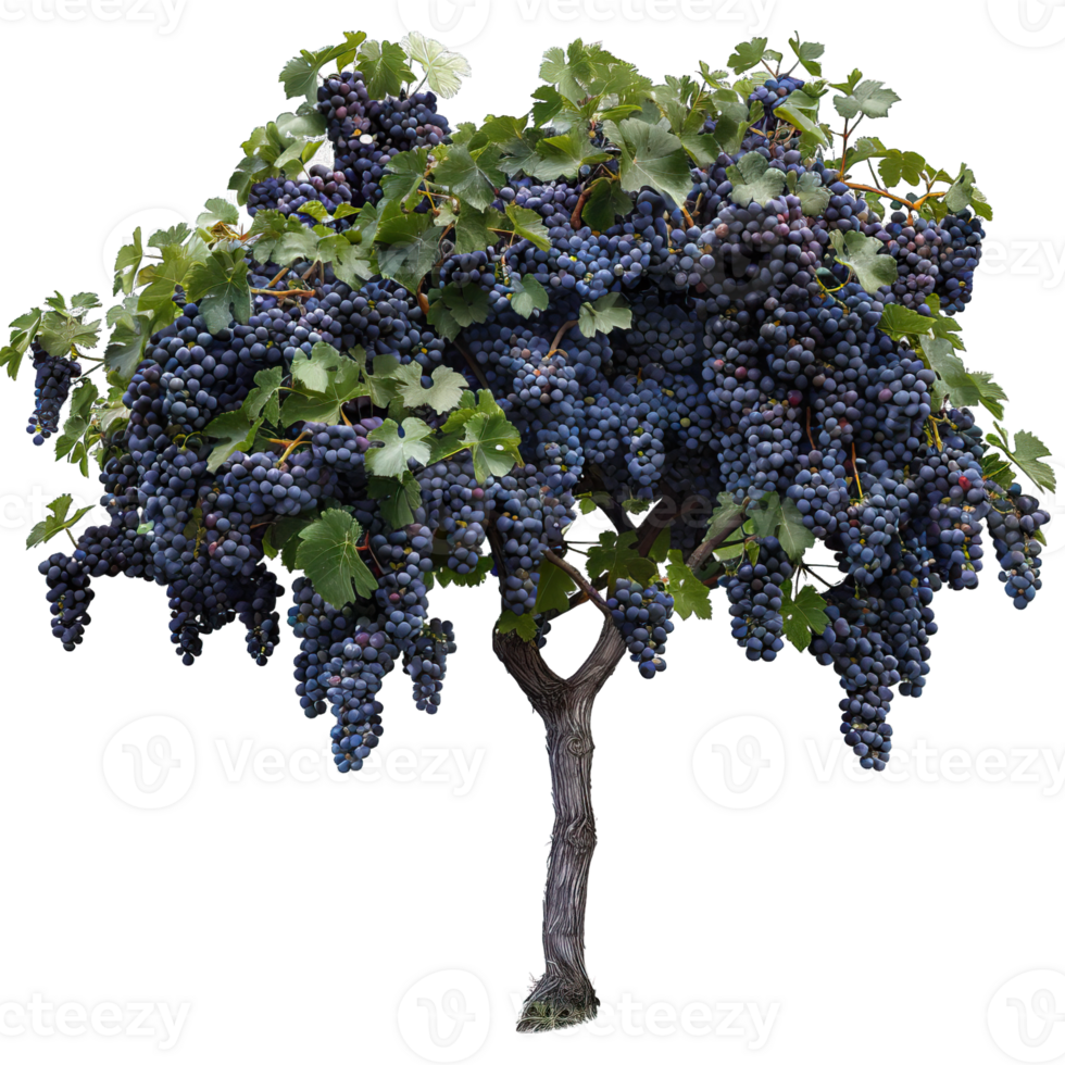 Fresh green Tree png