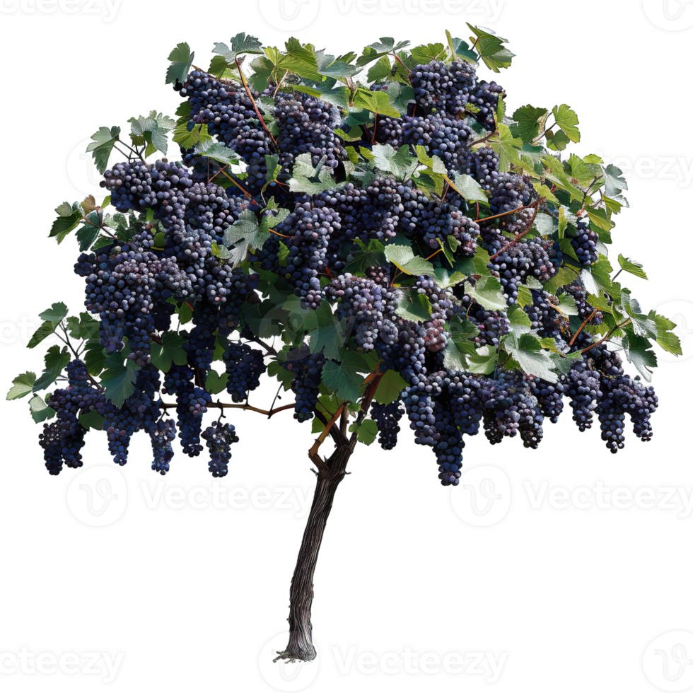 Fresh green Tree png