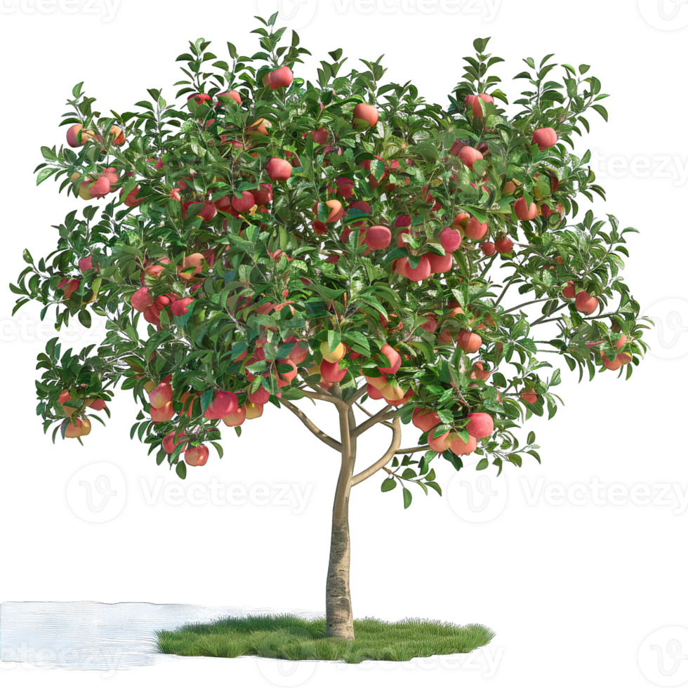 Fresh green Tree png