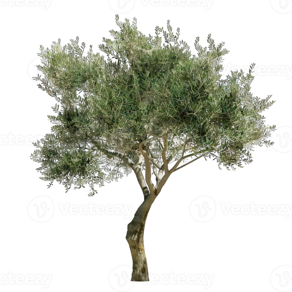 Fresh green Tree png