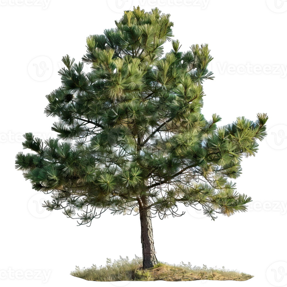 Fresh green Tree png
