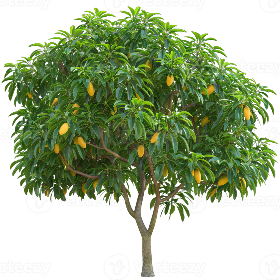 Fresh green Tree png