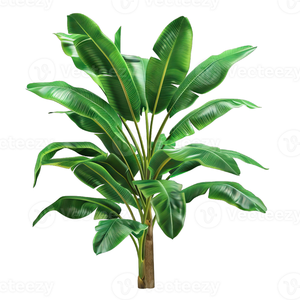Fresh green Tree png