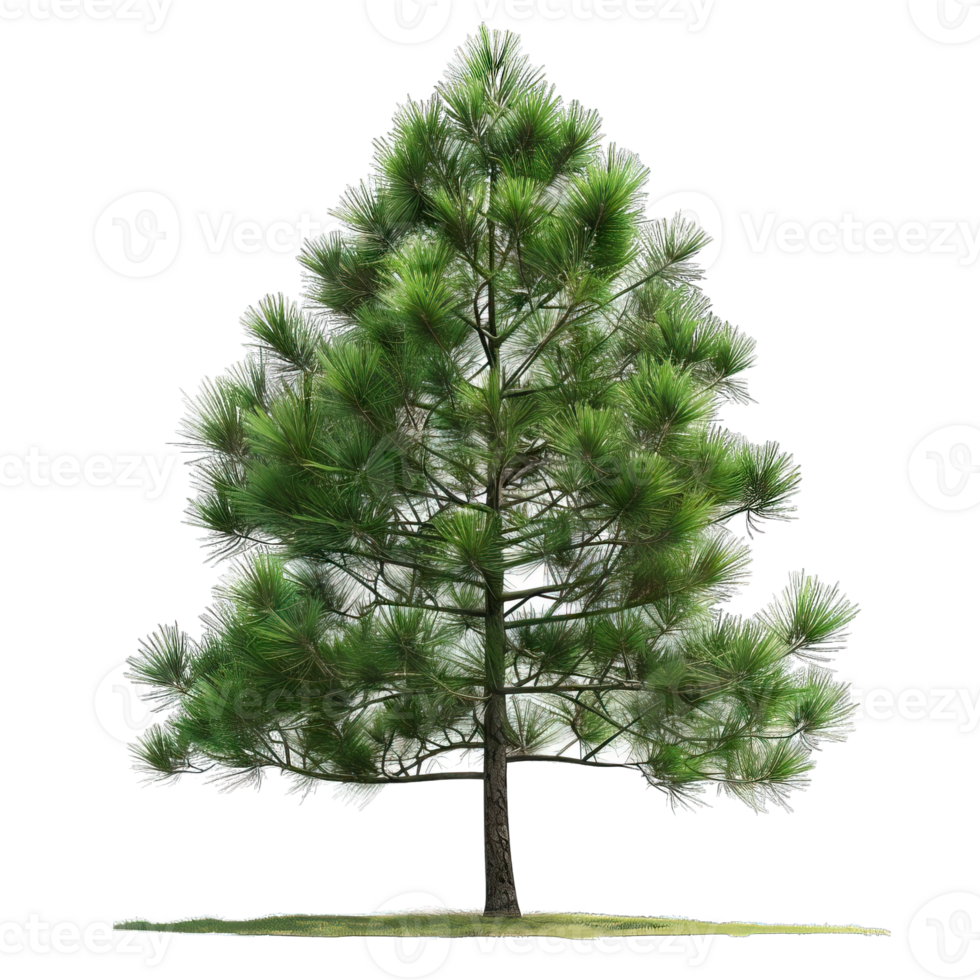 Frais vert arbre png