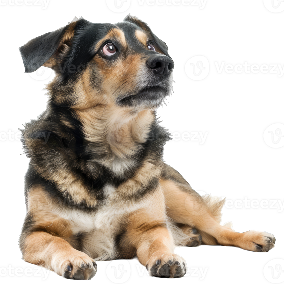 Cute dog and puppies png