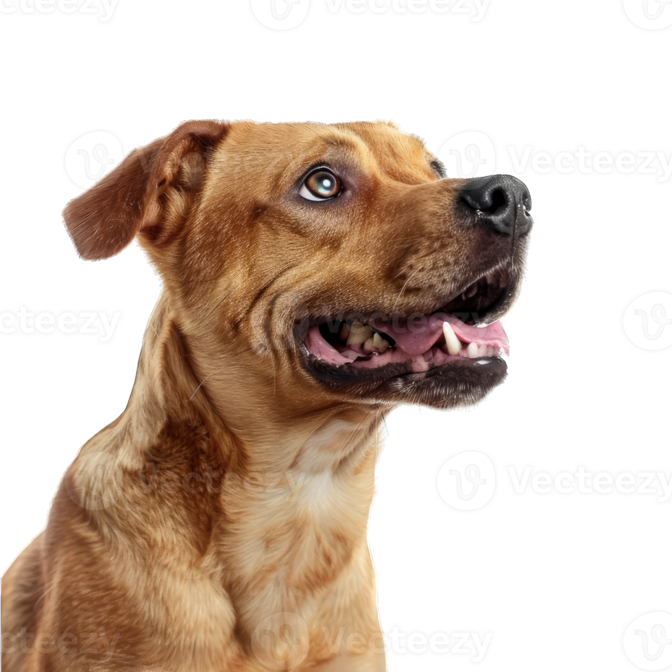 söt hund och valpar png