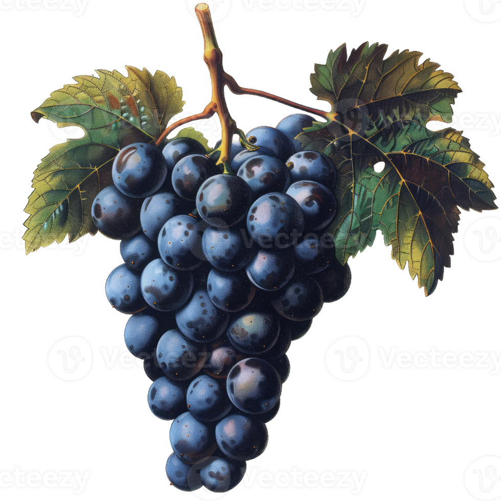 Fresh Grape fruit png