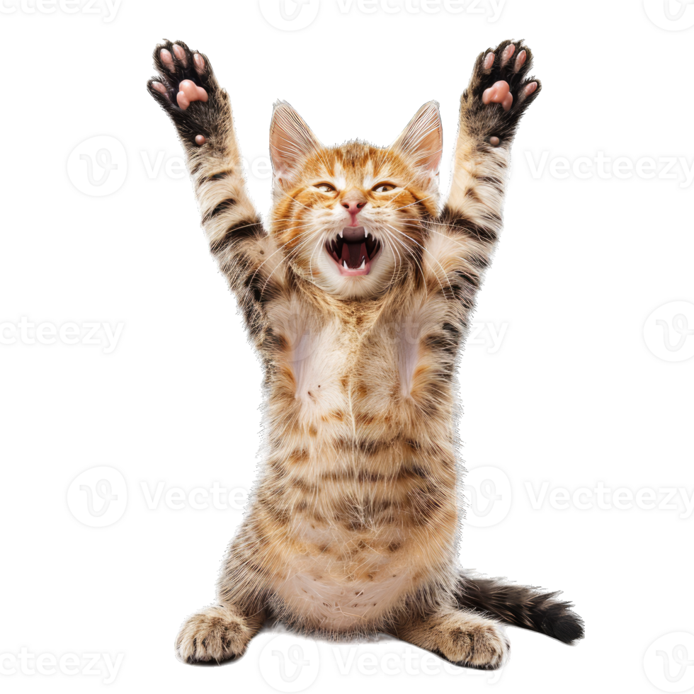 Cute fluffy cat playing png