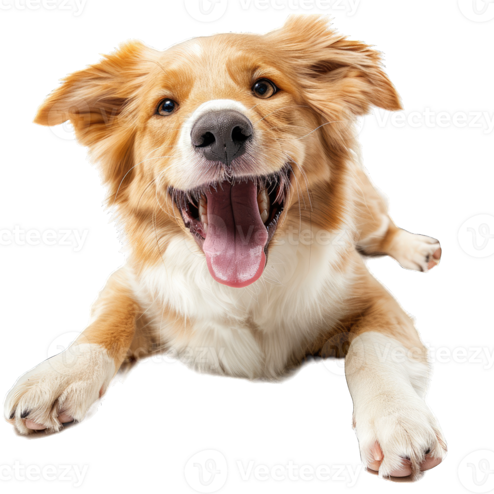 Cute dog and puppies png