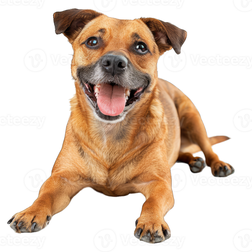 Cute dog and puppies png