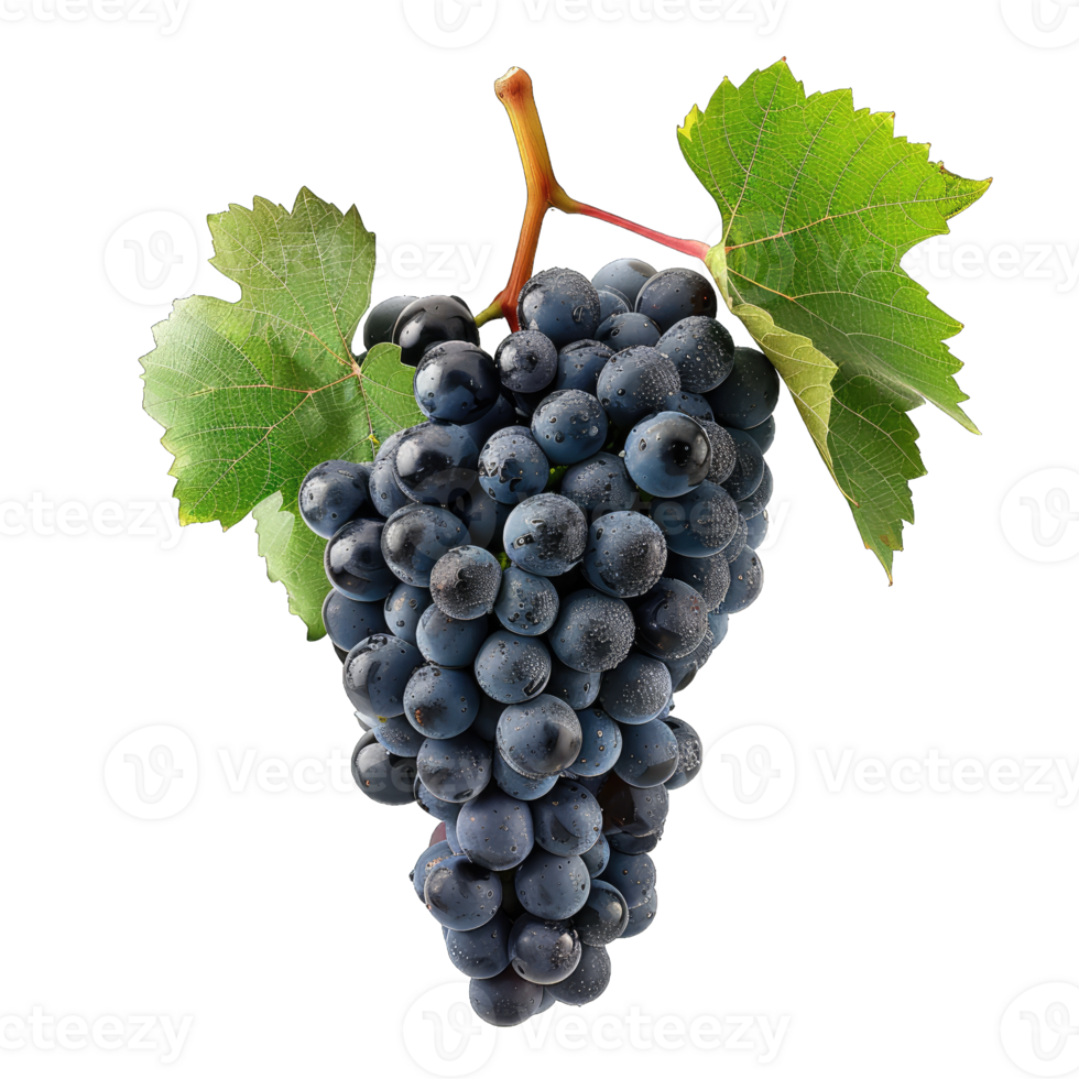Fresh Grape fruit png
