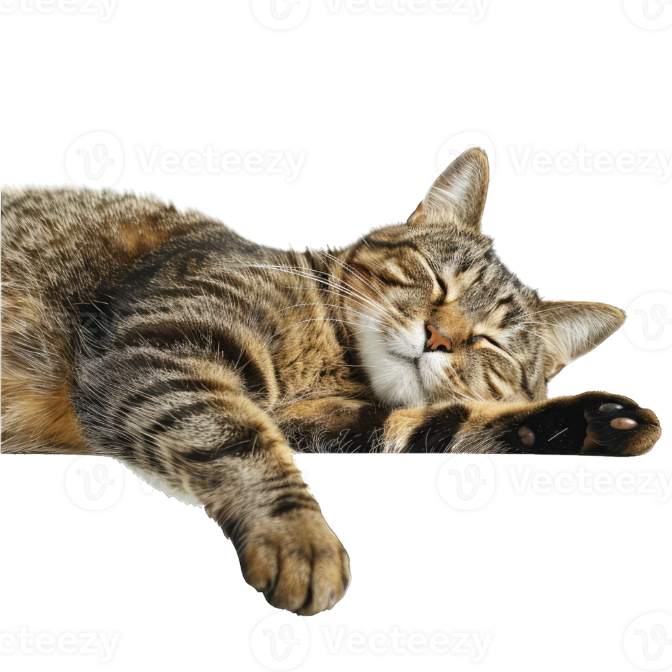 Hairy Fluffy Cat Playing png
