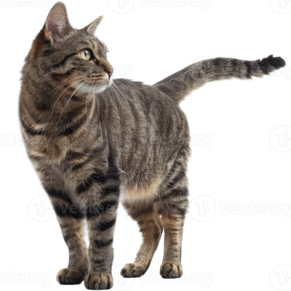 Hairy Fluffy Cat Playing png